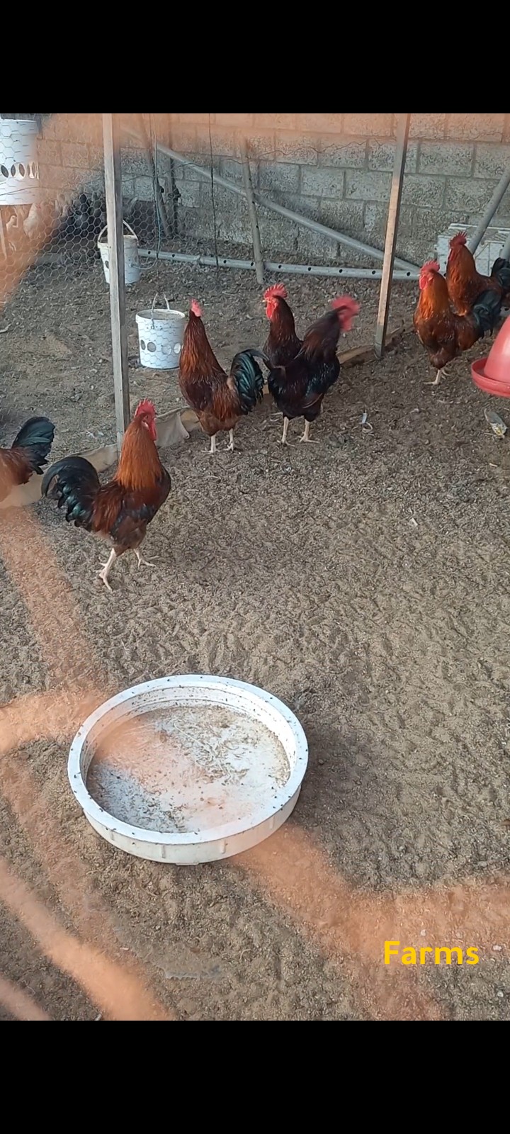 دياكه فرنسي وعسلي